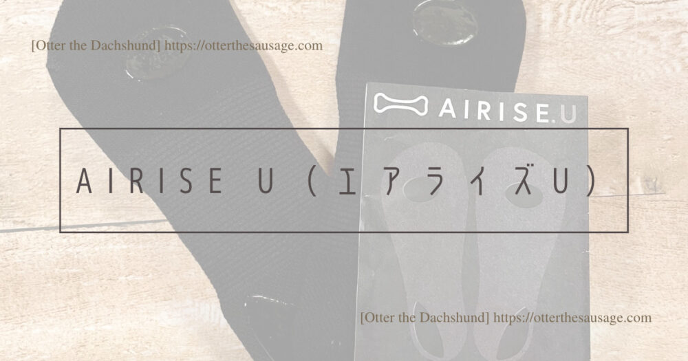 Header Image_Otter the Dachshund_travel with dogs_hang out with dogs_犬旅ブログ_犬とお出かけブログ_サポートソックス_AIRISE U（エアライズU）